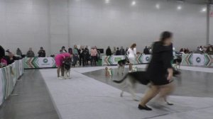 Сравнение класса чемпионов