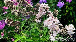 Необычный флокс  Пьюэ Филлингс (Pure Fillings), 3 в 1 или лучший флокс для букетов