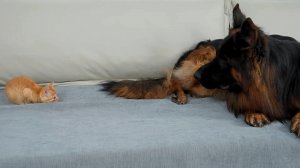 Немецкая овчарка подверглась нападению милого крошечного котёнка