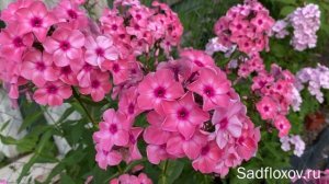 Старинный и известный флокс Оленька, селекции П.Г. Гаганова