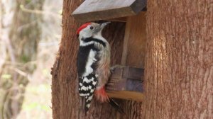 Средний пёстрый дятел, Измайлово, 08 ноября 2025