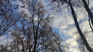 Они вороны  встречают и ждут прогноз погоды ☀️ от волшебника 23 ноября