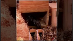 NO COMMENTS...👑👑👑🙏🙇❤️❤️❤️🌙🌙🌙✨ #LEYLAALIYEVA #ARZUALIYEVA #ALYONAALIYEVA