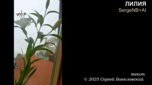 Лилия (2025)