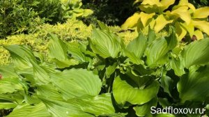 Обалденная хоста Stirfry (Стирфрай) в моем саду
