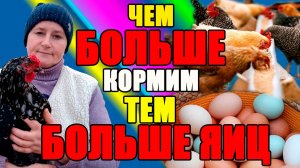 Чем БОЛЬШЕ кормим, тем БОЛЬШЕ яиц.