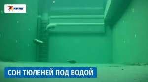 Как спят тюлени под водой