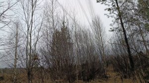 Ловля птиц.