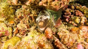 Ночной дайвинг