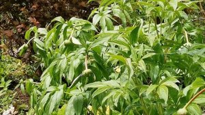 Почему вянут пионы?