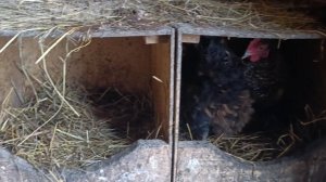 Курятник изнутри. Почему так? 🤔