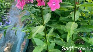 Яркий, розовый флокс Императрица, селекции Куликова Е.Ф.