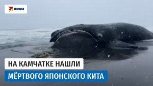 На Камчатке нашли мёртвого японского кита