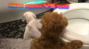 Как отреагирует Чеба на мягкую игрушку! Чеба против Мягкой игрушки