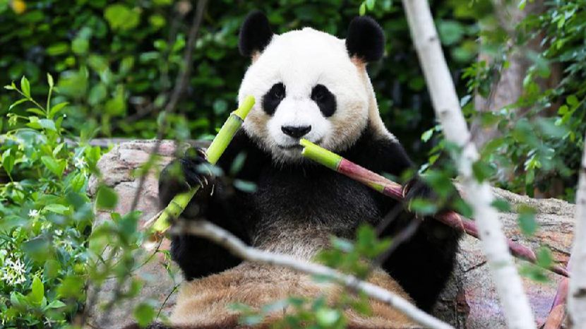 В Японии сообщили об угрозе остаться без панд из-за обострений с Китаем