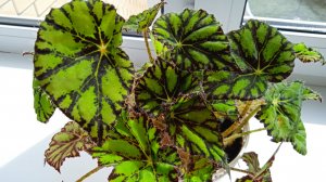 Какие ошибки можно совершить в уходе за  лиственной бегонией Бауэра