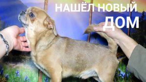 Чикаго нашел НОВЫЙ дом 23/11/25 остались Царь и Христофер по #цене 25 тр +79215950848 #чихуахуа