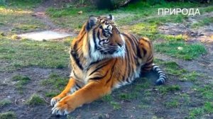 РЕДКИЕ ТИГРЫ МИРА