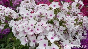 Флокс Красоты Арктики моей селекции