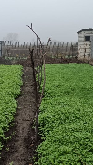 Выкорчевать куст сирени своими руками