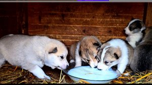Подкормка щенков