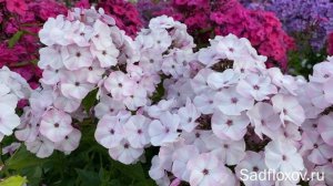 Долгоцветущий флокс Молочные Реки моей селекции