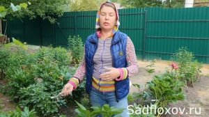 Обязательный уход за пионами после цветения