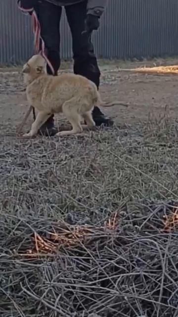 🚨СРОЧНО🚨 В ПРИЮТЕ ЩЕНОК❗