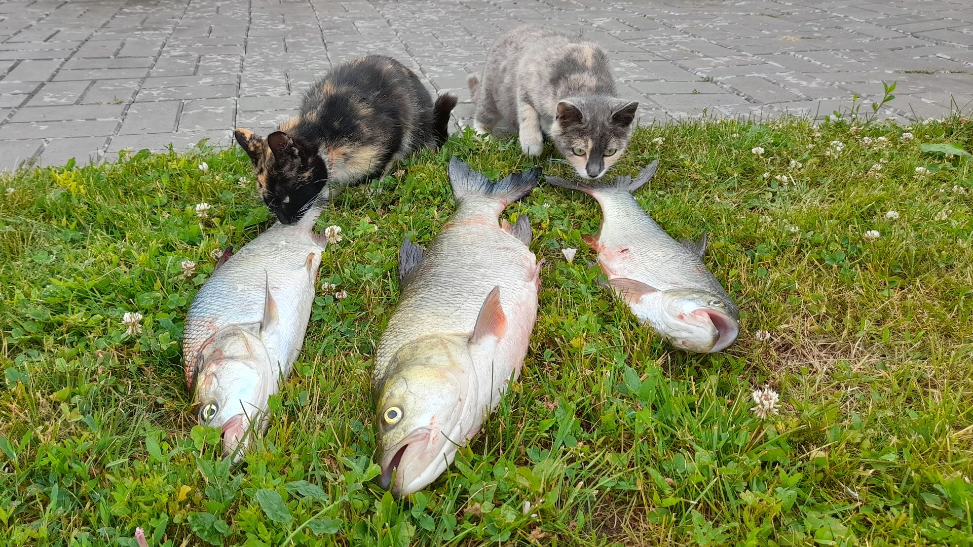 Ловля жереха в июле смотреть онлайн