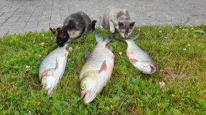 Ловля жереха в июле