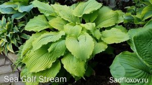 Самые красивые крупные хосты с волнистыми краями