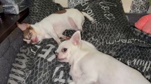 Всем наидобрейшего утречка и хорошего начала дня.