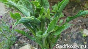 Какие растения нравятся мужчинам? Любимые хосты мужа