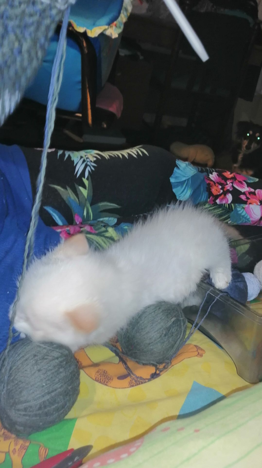 Биг Босс мистер Понч Big Boss Mr. Ponch