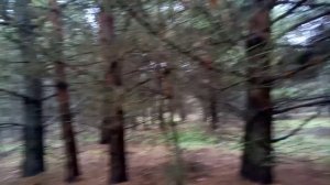 Прогулка по еловому лесу 23 ноября 2025