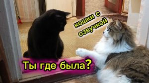 КОШКИ С ОЗВУЧКОЙ.