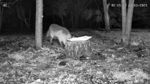 Лиса и ужин