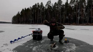 ТРОФЕЙ НА ЖЕРЛИЦЫ. РЫБАЛКА НА ЖЕРЛИЦЫ НА ЛЕСНОМ ОЗЕРЕ. РЫБАЛКА НА САМОЛОВКИ ПО ПЕРВОМУ ЛЬДУ