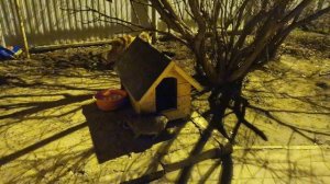 Кошка пёс будка ночь