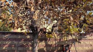 Поллардинг катальп