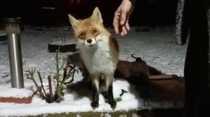 (1177) Лиса приходит в гости. Ноябрь 2025