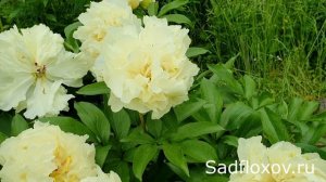 Зацвел солнечный пион Санни Герл в моем саду