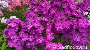 Флокс Казачок моей селкции