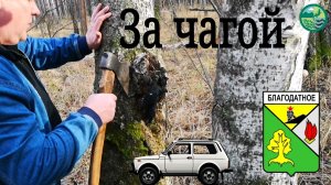 Монетный - Благодатный. За чагой.