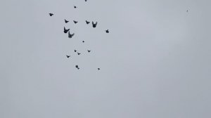 Полëт голубей