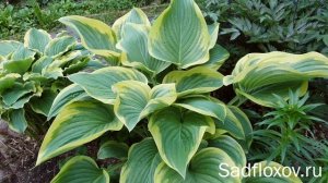 Гигантская хоста Виктори (Victory), самая большая хоста в моем саду