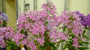 Выставка Люберцы 2017 номинации.