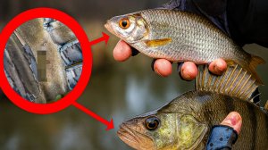 ЭТА ПРИМАНКА ЛОВИТ ВСЕ — ОТ ОКУНЕЙ до ПЛОТВЫ 🔥 РЫБАЛКА на СПИННИНГ в режиме СОКРАЩЕННОГО ВРЕМЕНИ