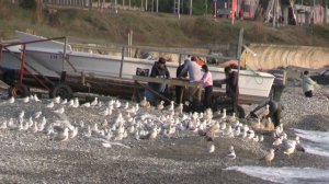 В Сочи обработка на берегу осеннего улова черноморской рыбки.