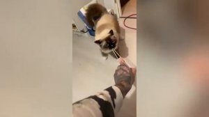 Смешные животные. Подборка лучшего за месяц.